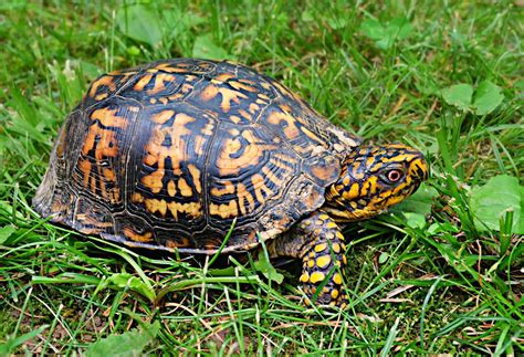 Eastern Box Turtle