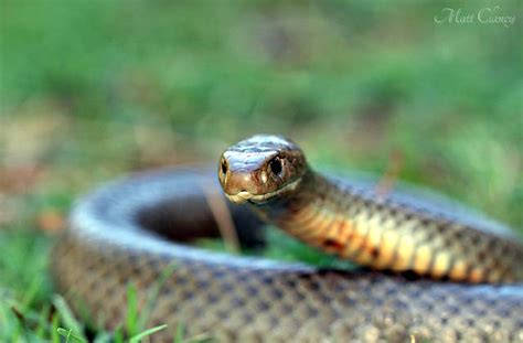 Eastern Brown Snake Facts Always Learning