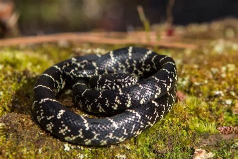 Eastern King Snake Care: Ultimate Handbook