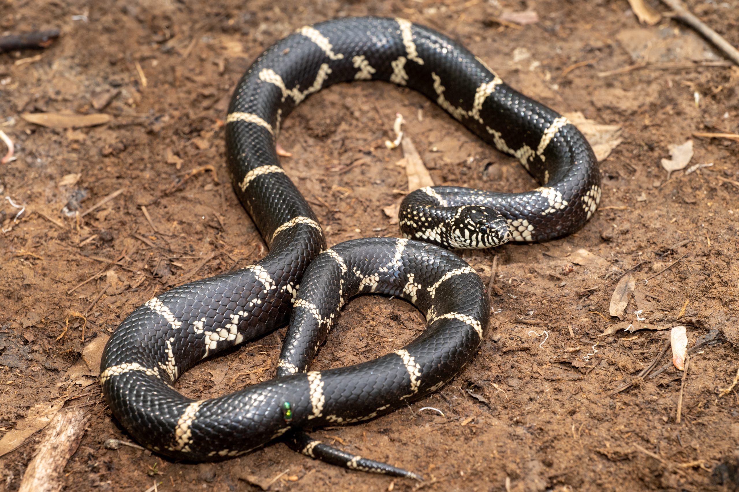 Eastern King Snakes