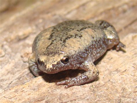 Eastern Narrow Mouthed Toad