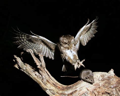 Eastern Screech Owl Catching Prey Photograph By Kevin Shank Family