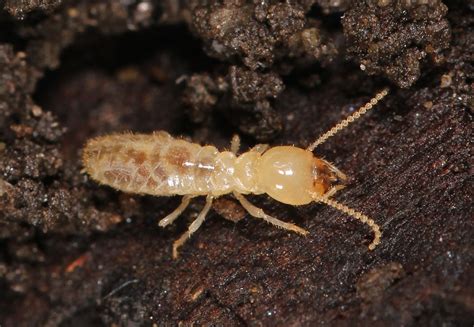 Eastern Subterranean Termites Winged Termites Reticulitermes Flavipes