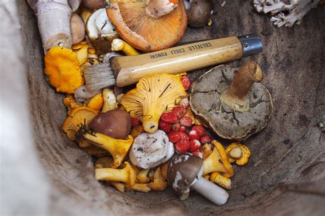 Eating Shrooms: Safe Consumption Guide