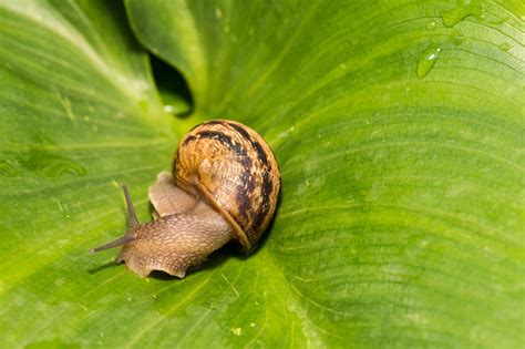 Eating Snails From Your Garden Fasci Garden