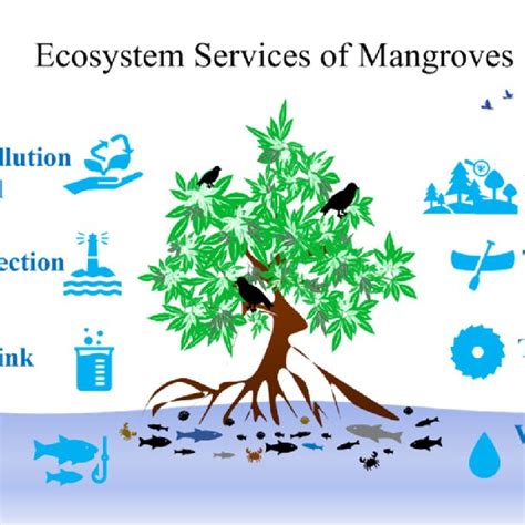 Ecosystem Services Of Mangrove Forests Download Scientific Diagram