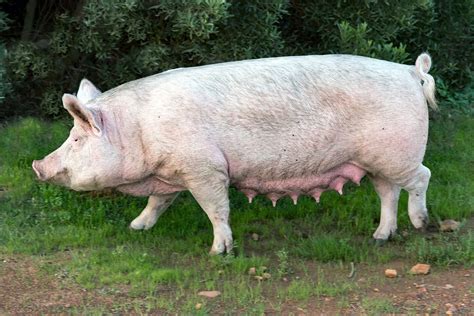 Effect Of Pre Partum Hcg On Farrowing Performance Of Older Parity Sows