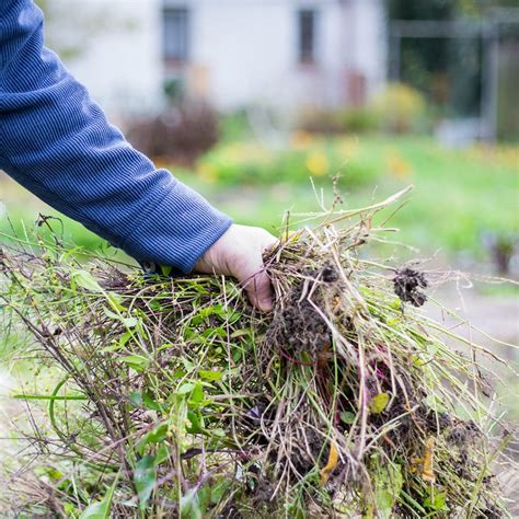 Effective Weed Control Practices Cardinal Lawns