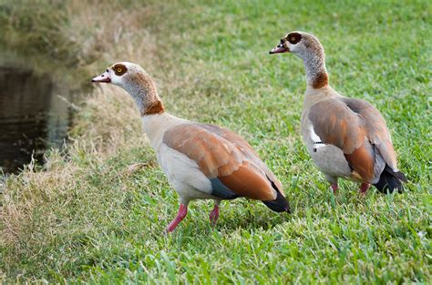 Egyptian Geese In Florida