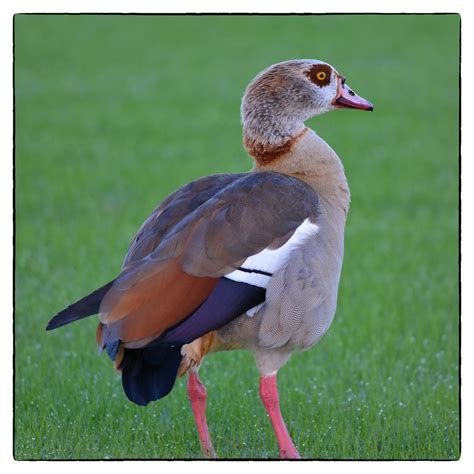 Egyptian Goose Fort Lauderdale Fl A Photo On Flickriver