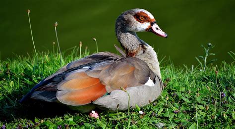 Egyptian Goose