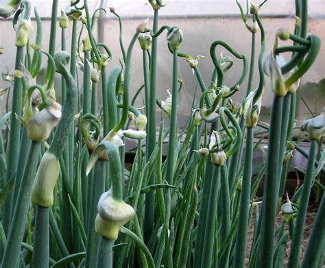 Egyptian Walking Onions