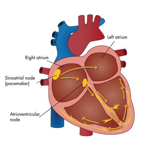 Electrical Conductivity Of The Heart Diagram Heart Art