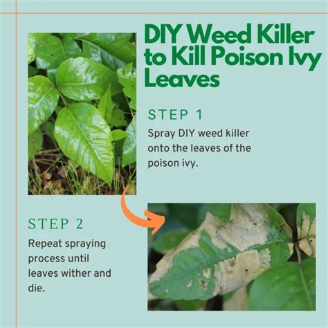 Eliminate Poison Ivy: Safe And Effective Methods