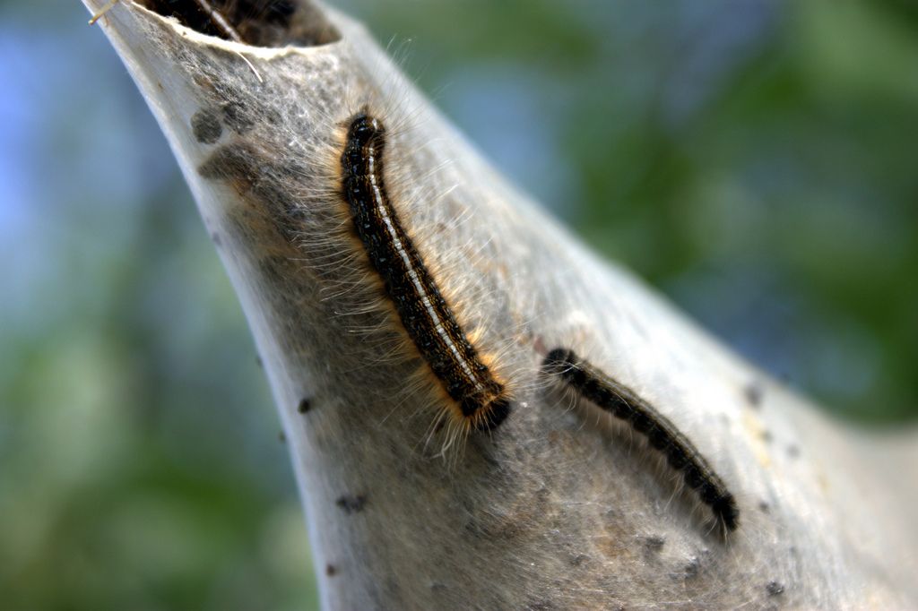 Eliminating Tent Worms Tent Caterpillar Home Remedy Solutions