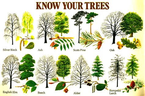 Elm Leaf Identification: Know Your Tree Type