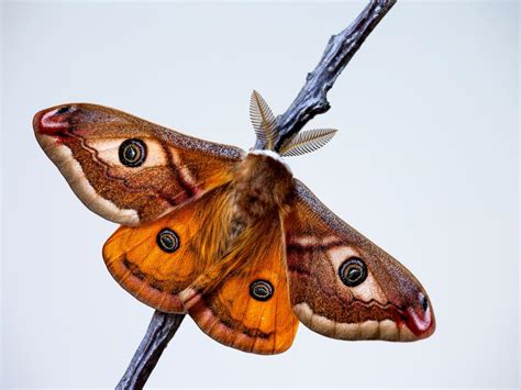 Emperor Moth Butterfly Conservation