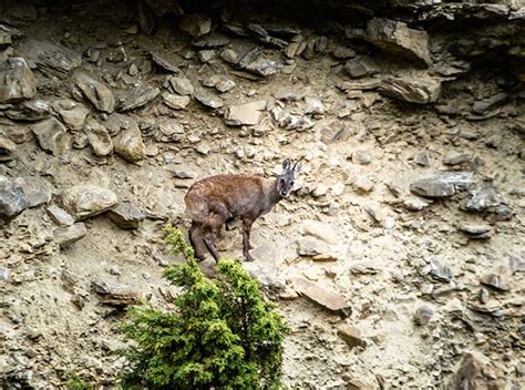 Engaging Local Communities In Musk Deer Conservation In Manaslu