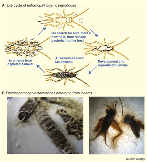 Entomopathogenic Nematodes Current Biology