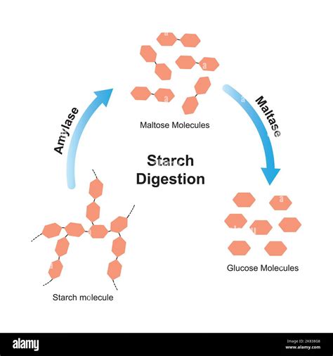 Enzyme That Digests Starch