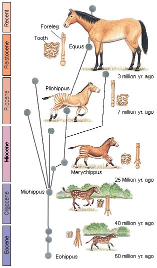 Equine History Taking Questions