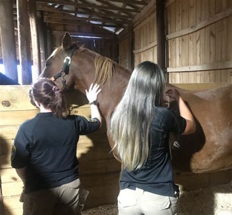 Equine Uga Cooperative Extension