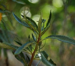 Eriodictyon Californicum Seed