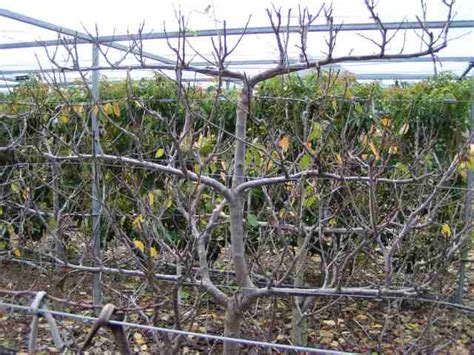 Espalier Rare Fruit Society Of South Australia Inc