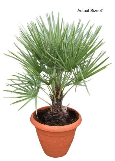 European Fan Palm Tree Chamaerops Humilis Pictures Care Tips