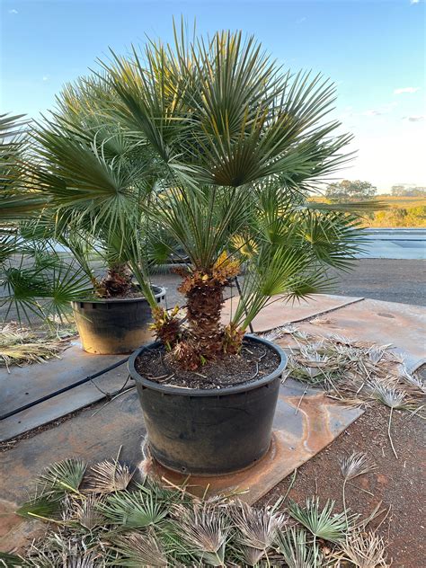 European Fan Palm