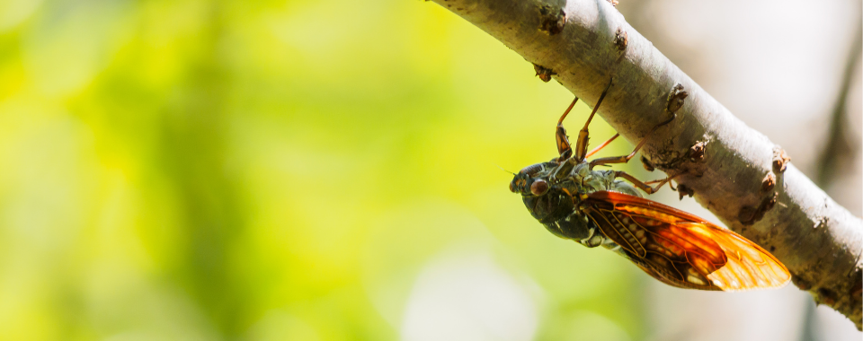 Everything You Need To Know About Cicadas Bower Branch