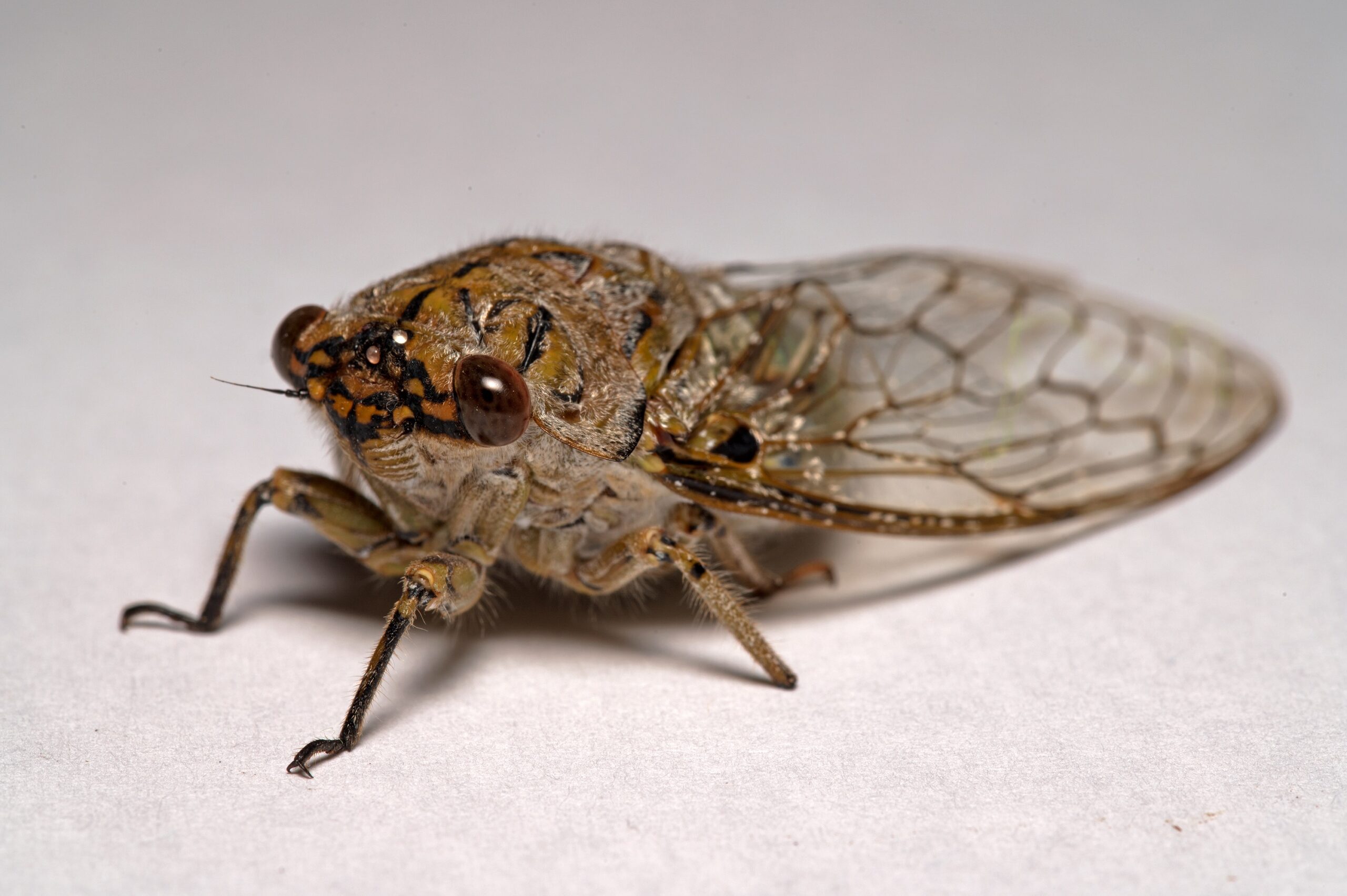 Everything You Need To Know About The Life Cycle Of Cicadas