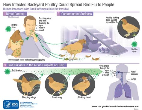 Everything You Should Know About The Bird Flu Virus Health Beathealth