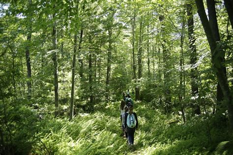 Exploring Forestry At The Yale Myers Forest Nslc At Yale University