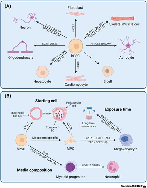 Extracellular Matrix Regulation Of Vascular Cell Fate And Regeneration