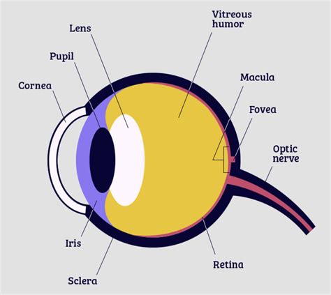 Eye Diagram And Parts Retina Labeled Aarp Eyeball Cornea Scl