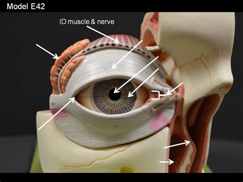 Eye Model Anterior: Comprehensive Guide