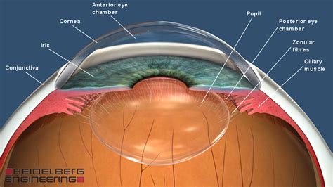 Eye Model Anterior Segments