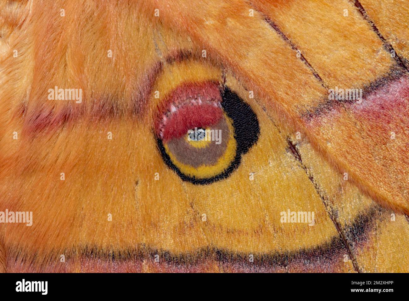 Eye Wing Moth