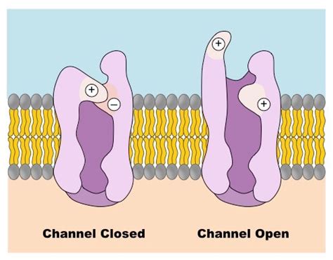 Facilitated Diffusion Bioninja