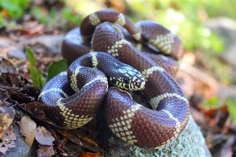 Facts About California Kingsnake Aantex