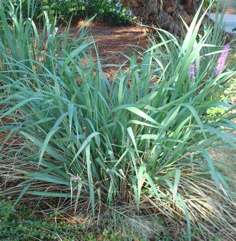 Fakahatchee Grass Florida