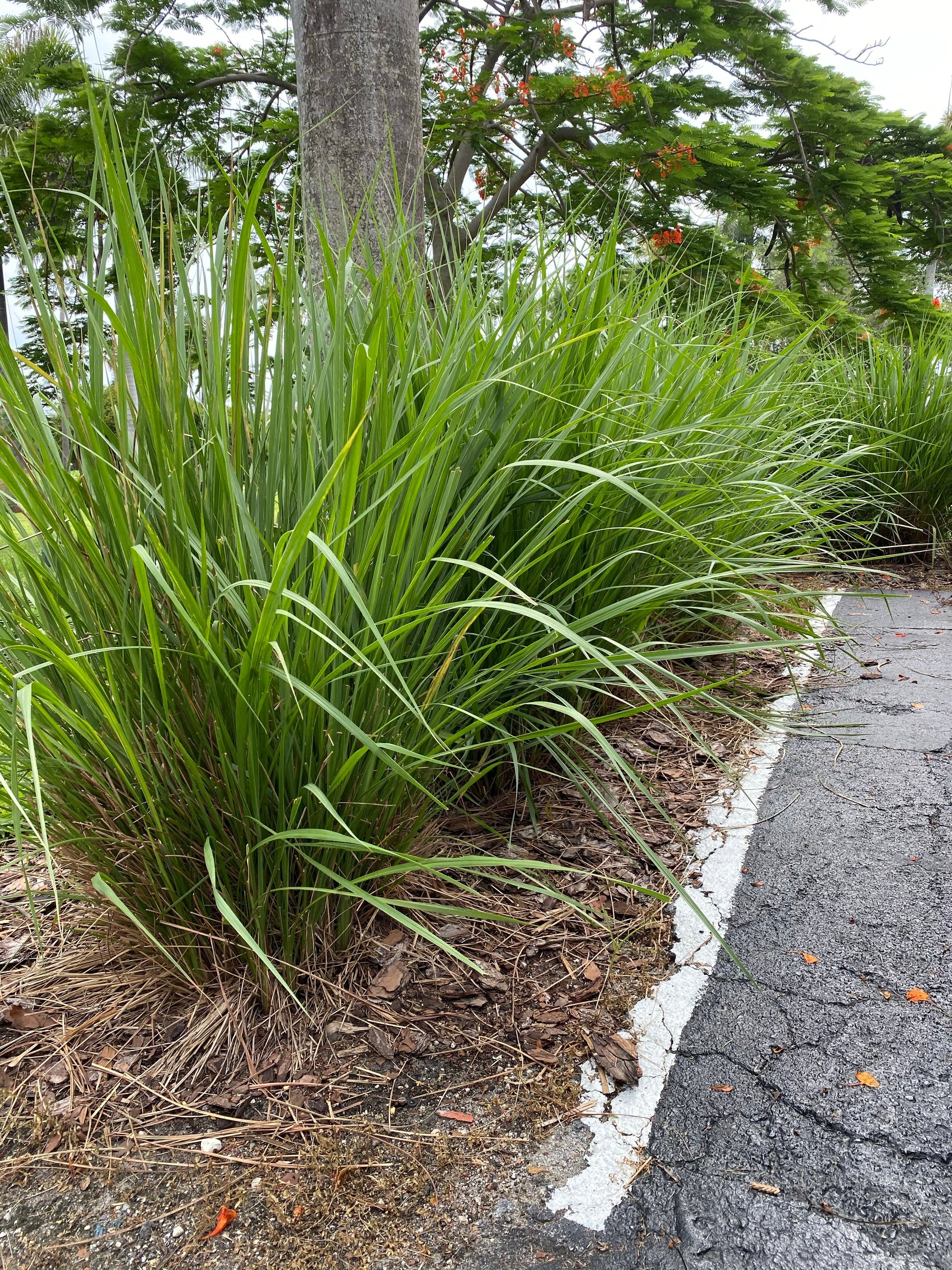 Fakahatchee Grass Guide: Identification Tips