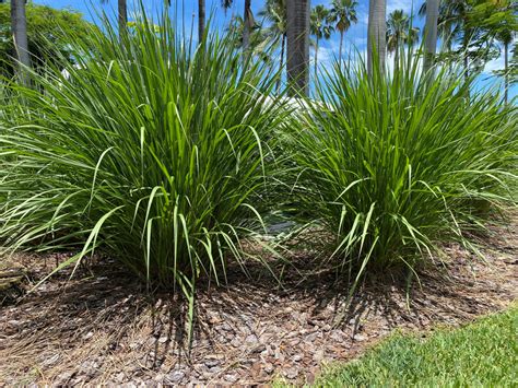 Fakahatchee Ornamental Grass Eureka Farms