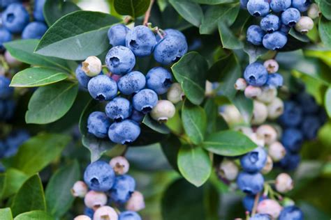 Fall Blueberry Planting: Thriving In Florida Guide