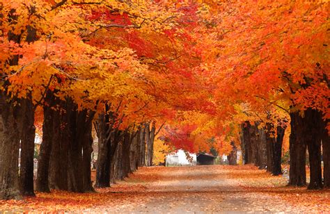 Fall Colored Tree