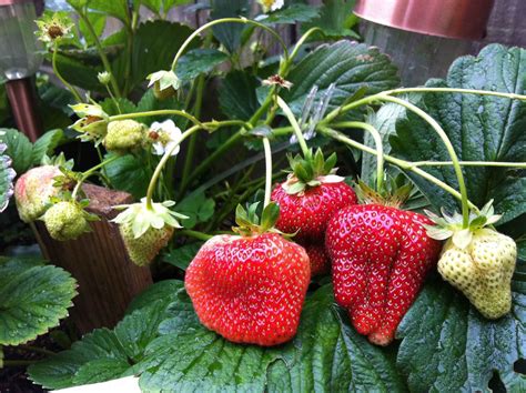 Fall Florida Strawberry Plants