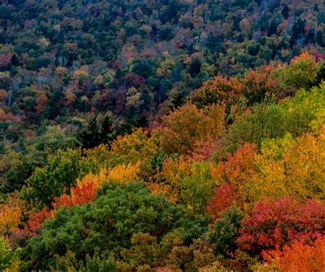 Fall Foliage In Florida