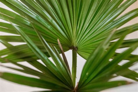 Fan Palm Plant