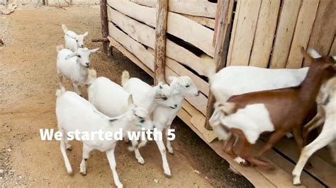 Farming Is Beautiful Goats Is Profitable Youtube